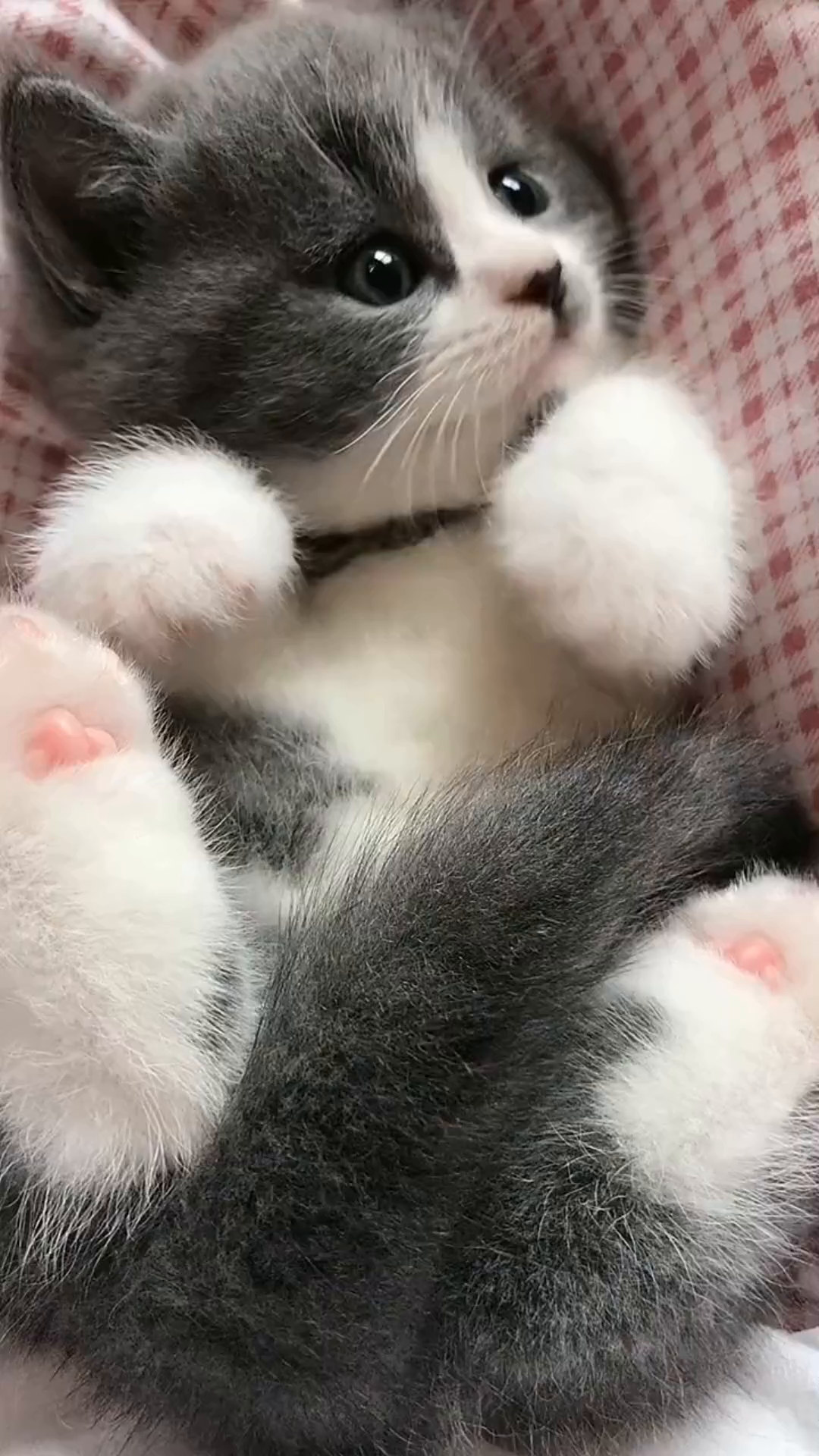 刚睡醒的小猫咪,小模样太可爱了!