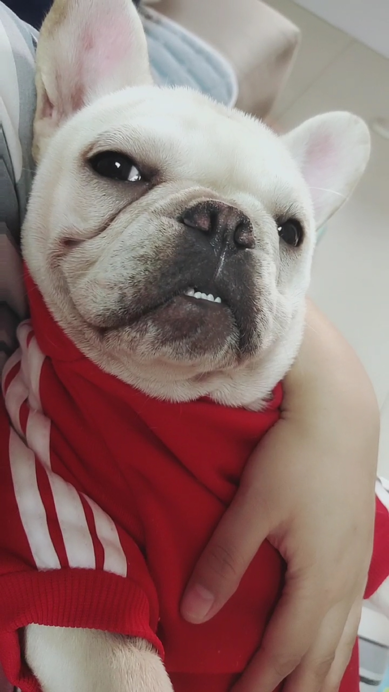 宠物丑萌大赛#可爱的小样