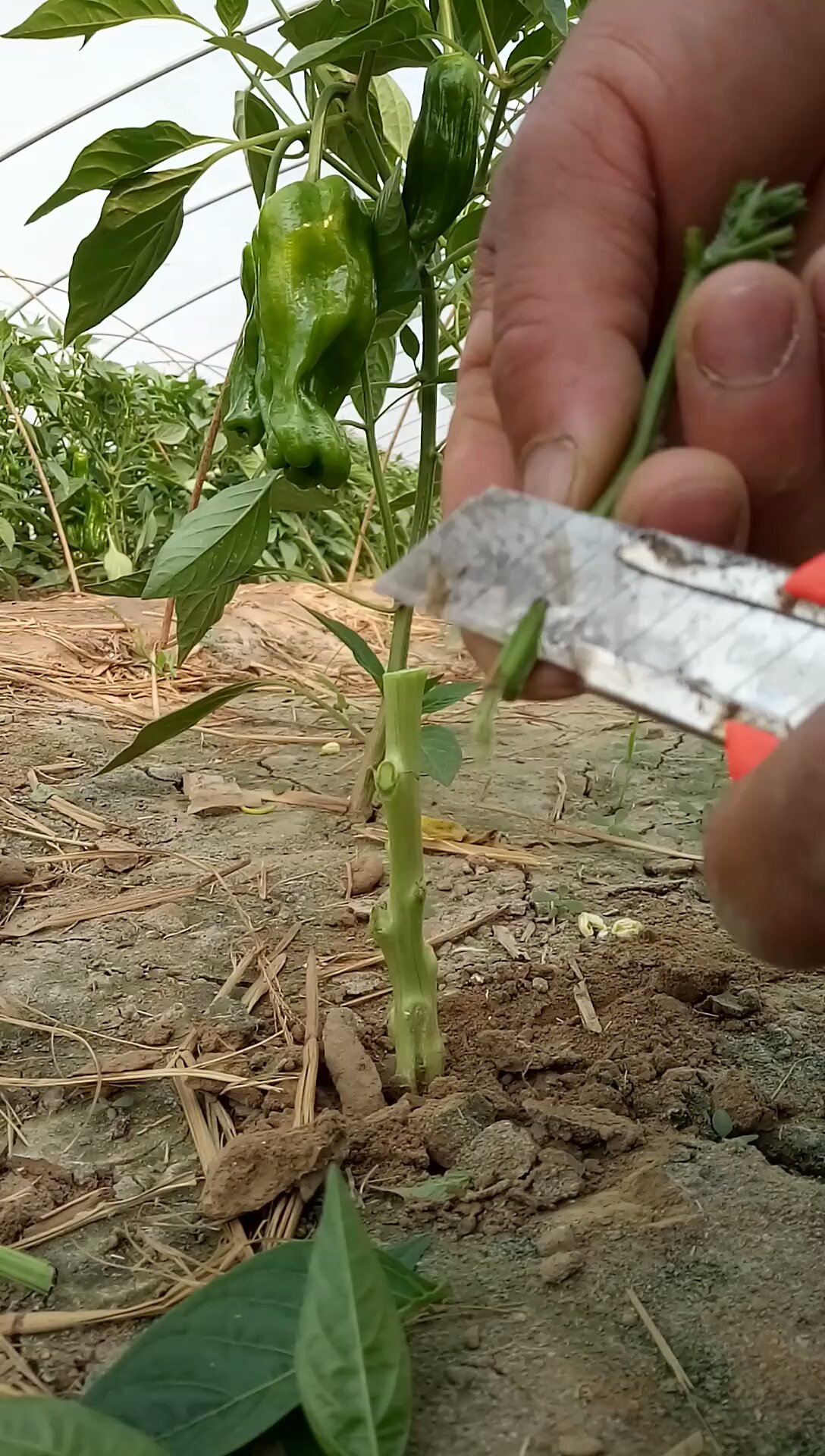 全民独门绝技咖#嫁接辣椒技术提高产量