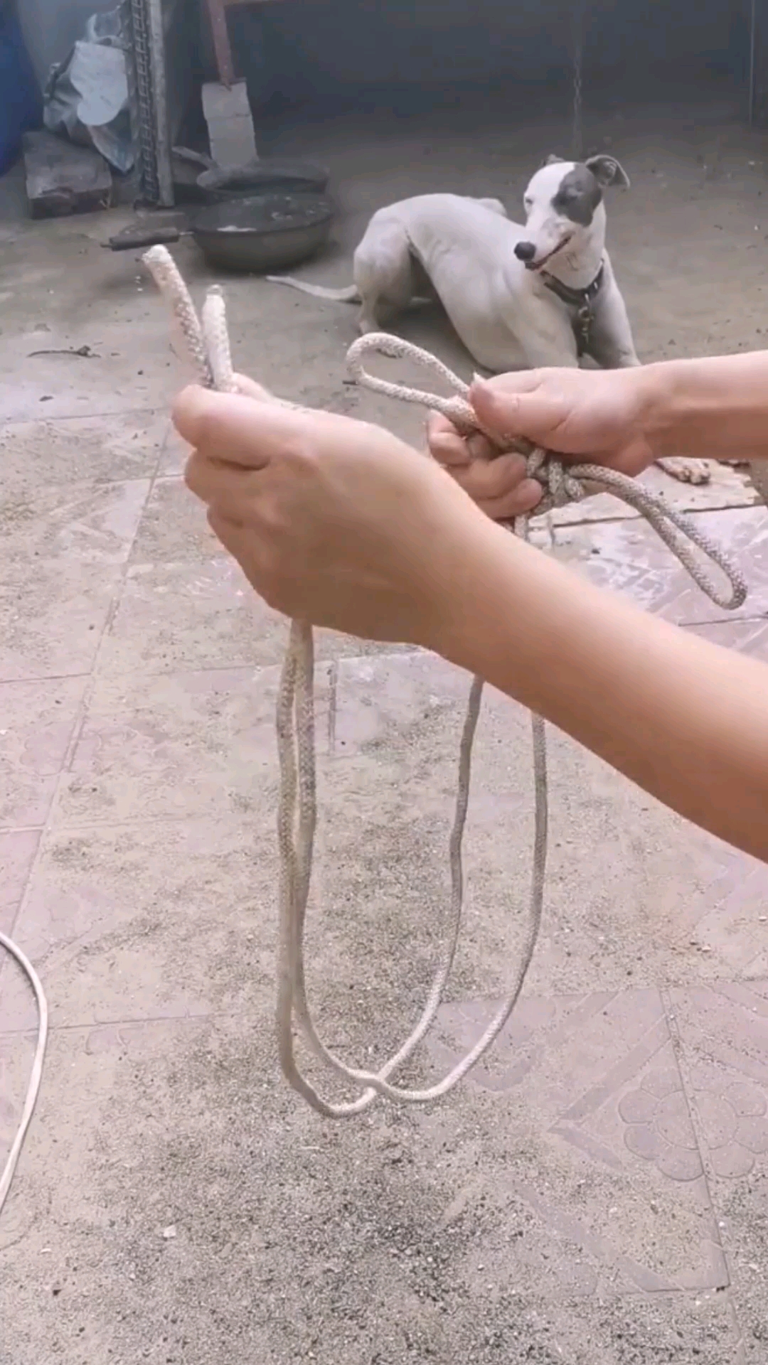 实用绳结#正宗牛笼头套