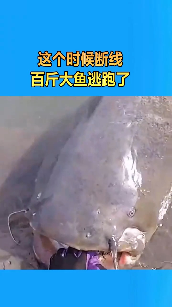 这个时候断线,百斤大鱼逃跑了,我该怎么惩罚自己