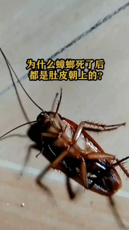 为什么蟑螂死了后都是肚皮朝上的?