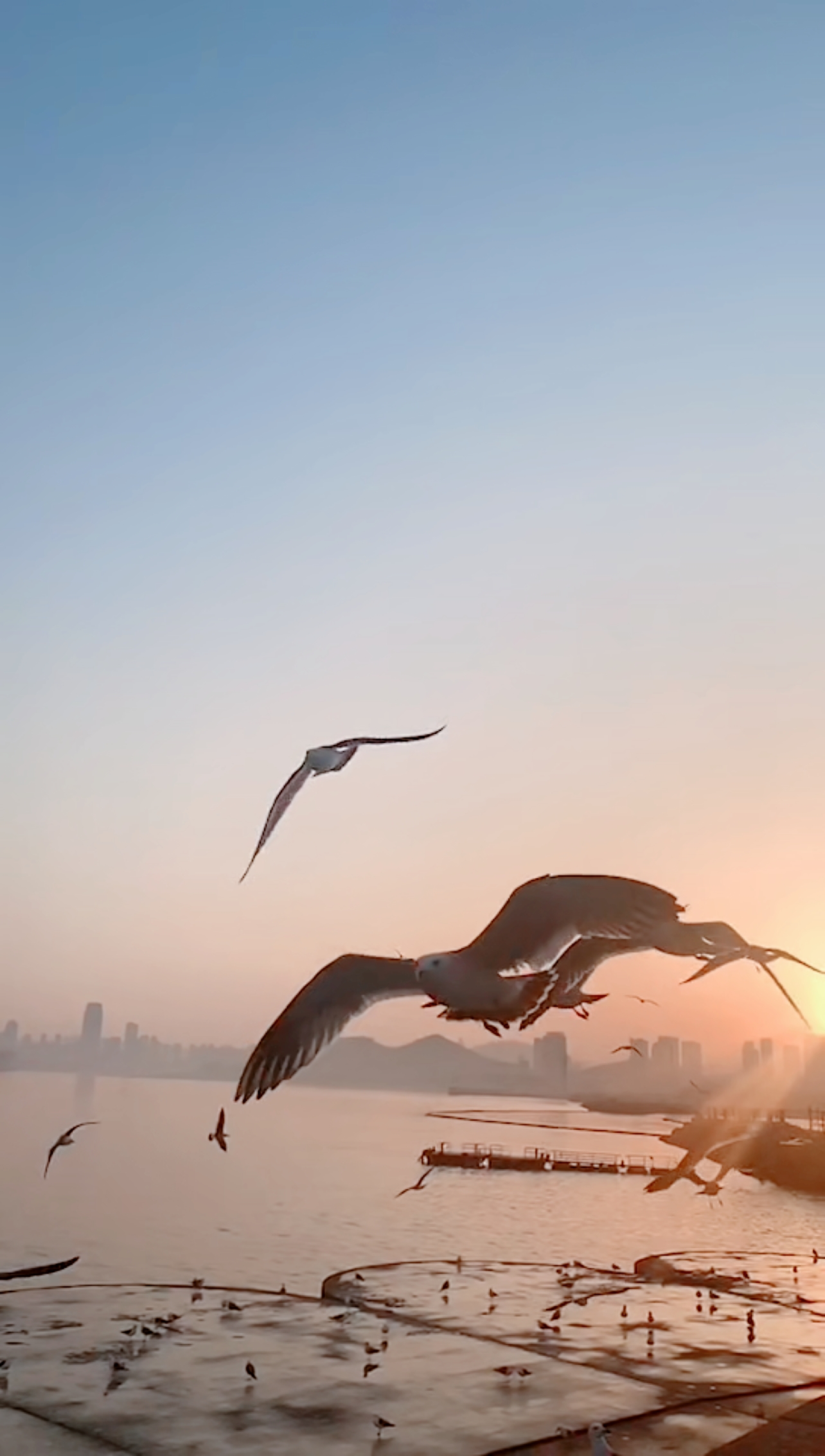 夕阳下的海鸥飞翔