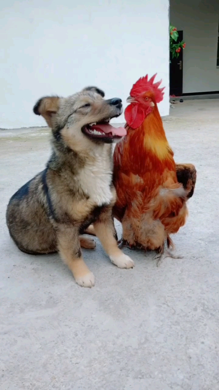 搞笑萌宠#这小两口真幸福