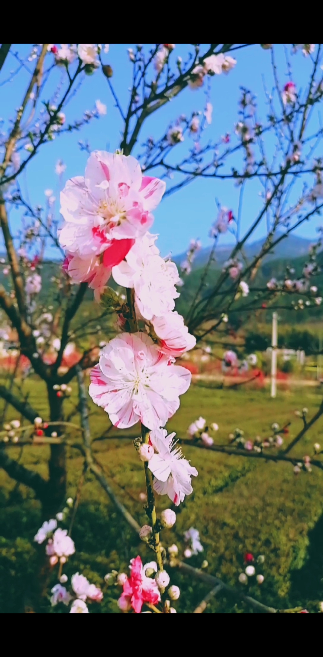 的春天#一朵桃花两种颜色非常好看,看见就是好运,愿你接下来好运连连