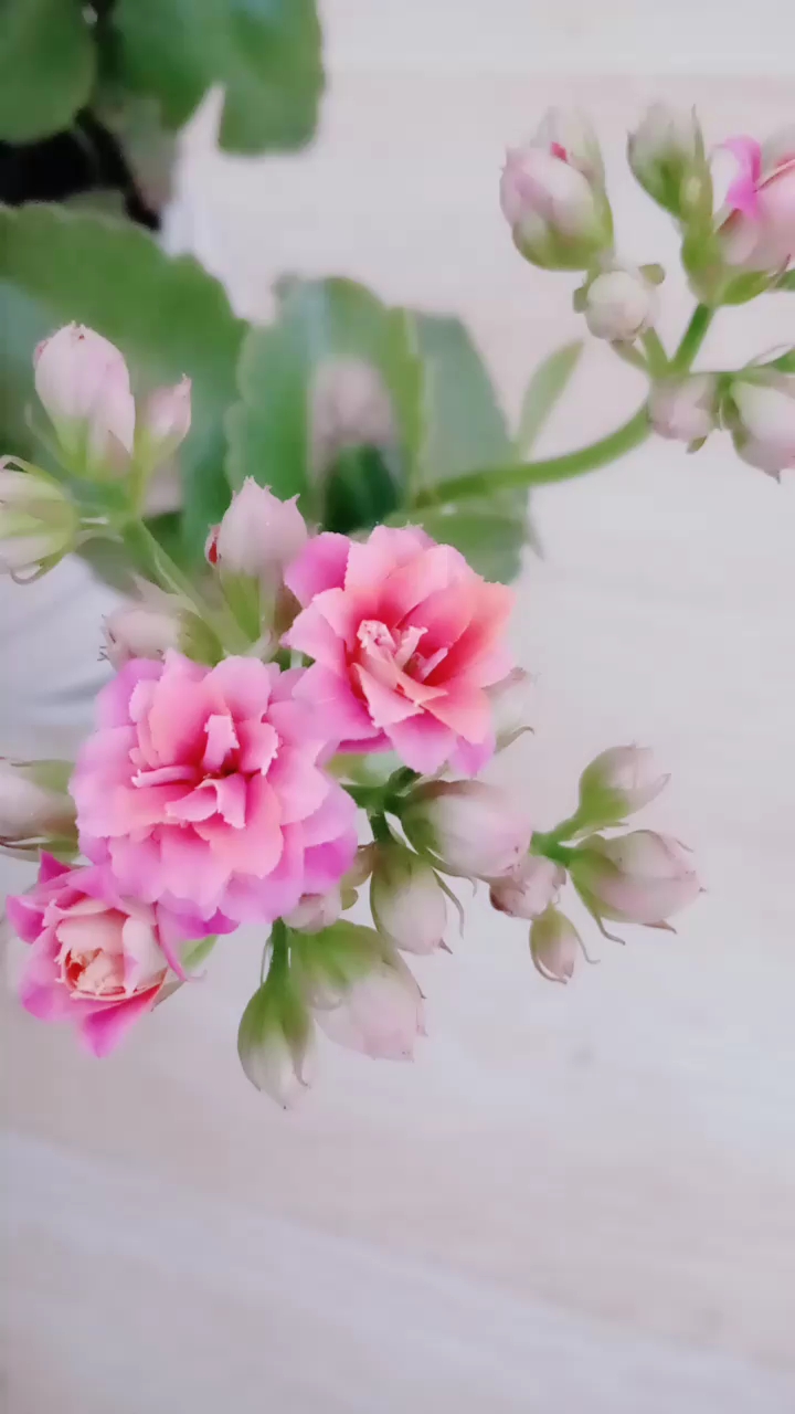 一朵花.俩颜色,这是什么品种