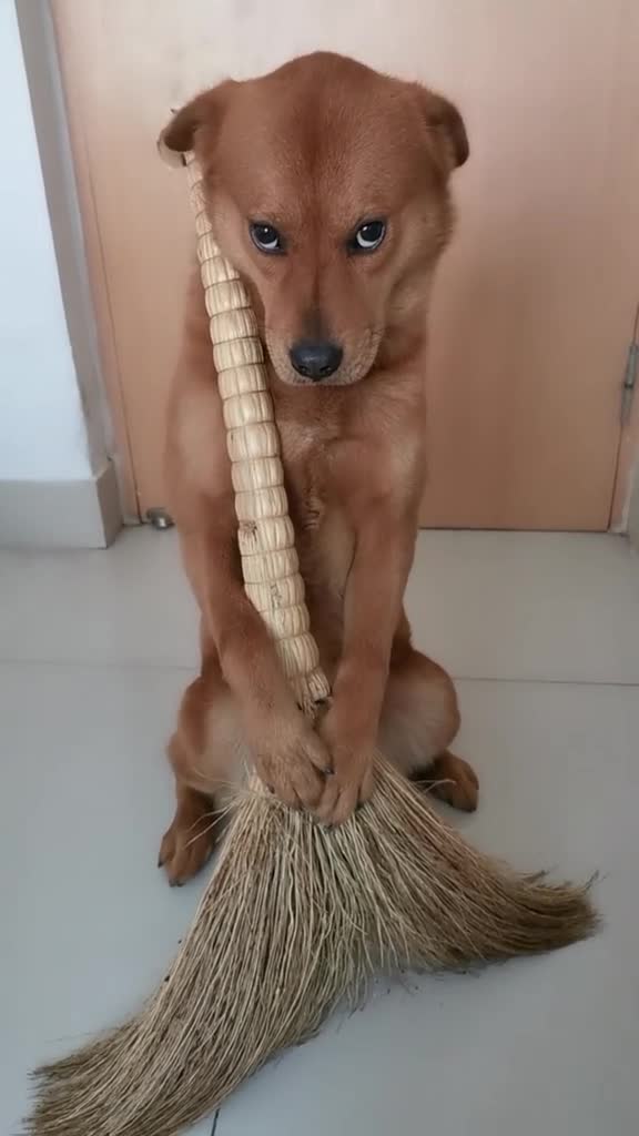 家有汪星人#咬扫帚我觉得你还是抱着咬毕竟合适你觉得呢