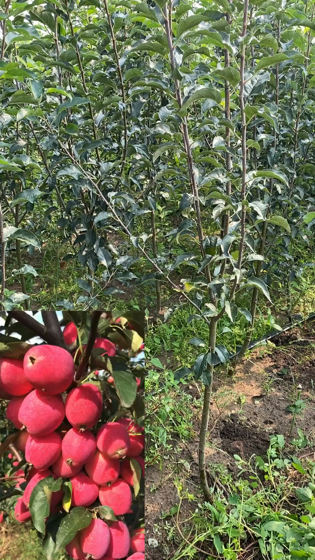 纯真多年鸡心果树