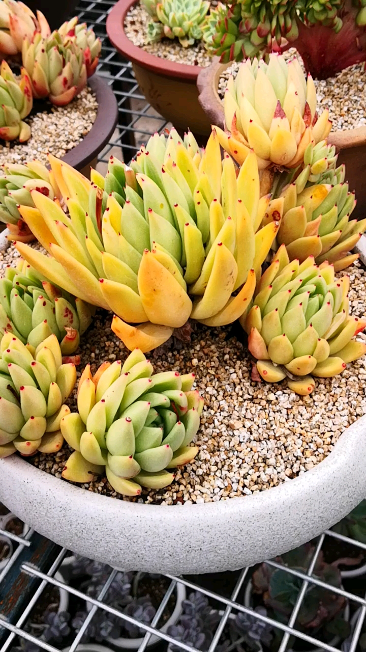 总是被它那金黄色的状态给吸引,普通而又不普通的米兰达老桩群!