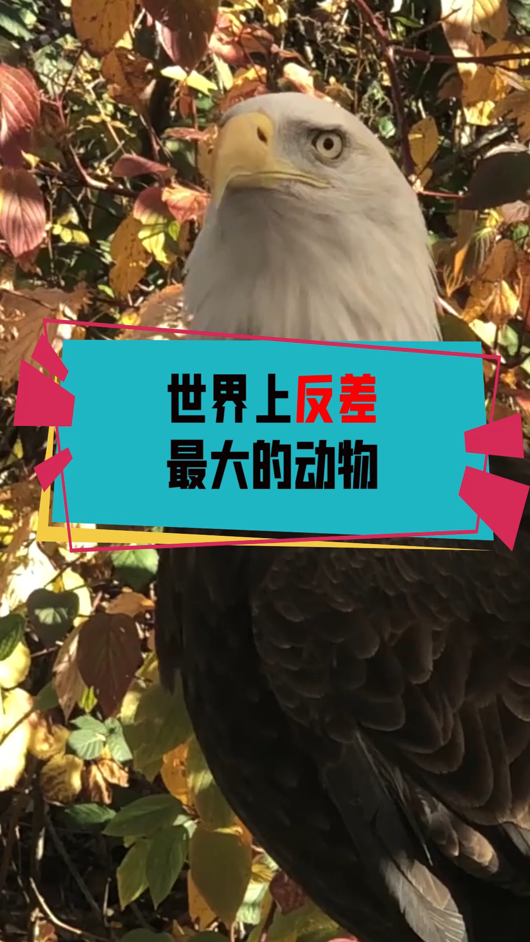 奇闻趣事抢先看#世界上反差最大的动物竟然是它,真是想不到