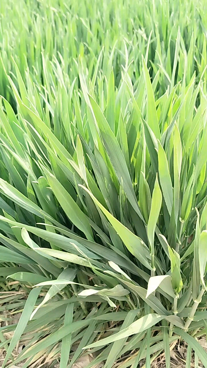 谁能分清韭菜和麦子的区别