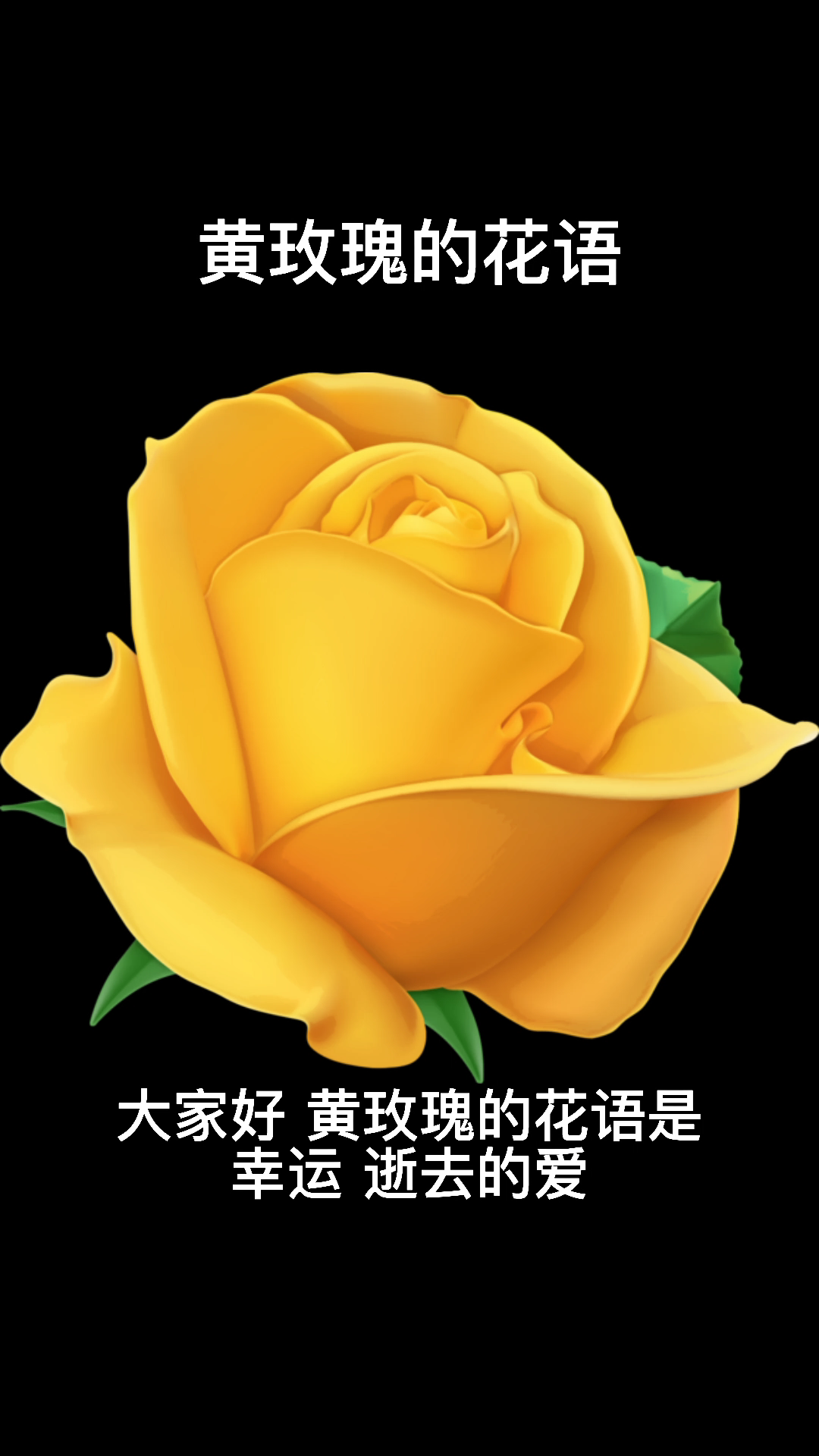 黄玫瑰的花语是幸运,逝去的爱