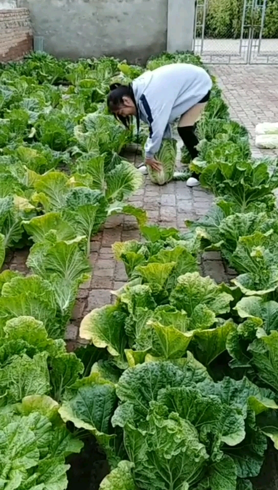 砖地菜园子收菜喽