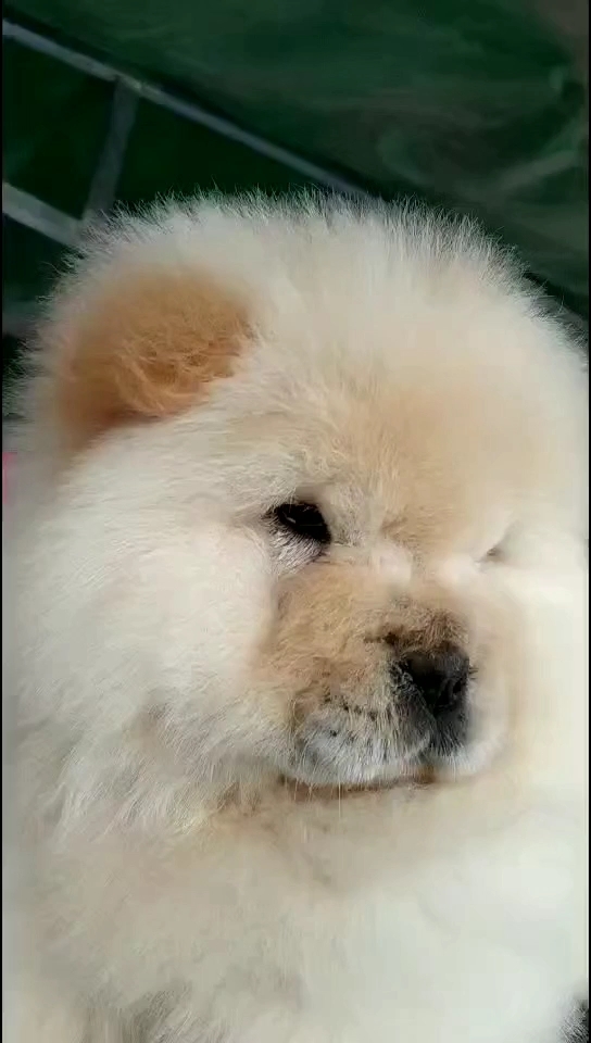 胖胖松狮犬