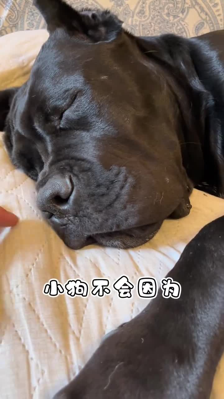 呼噜大王卡斯罗意大利顶级护卫犬萌宠神评即是标题百万视友赐神评