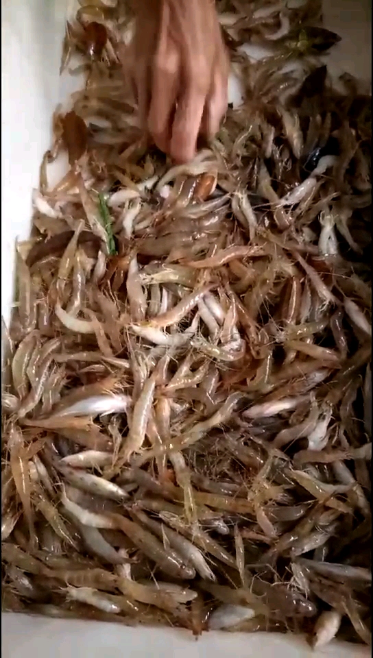 河里捉的小鱼小虾,好吃又营养