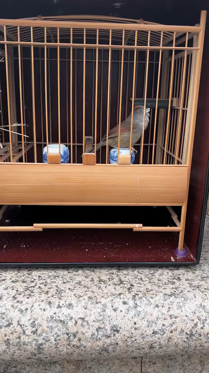 #黄腾鸟#黄豆鸟:黄腾鸟提升状态的重要秘诀!【志强鸟食】【黄豆鸟食】