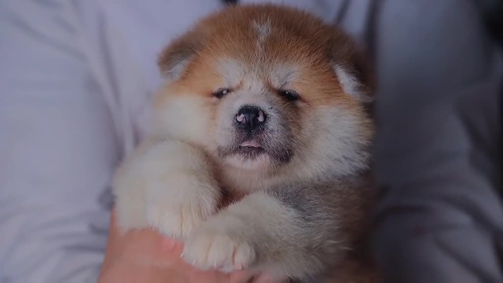 秋田犬和柴犬有一个很大的不同,就是秋田犬看起来就是憨憨傻傻的,特别