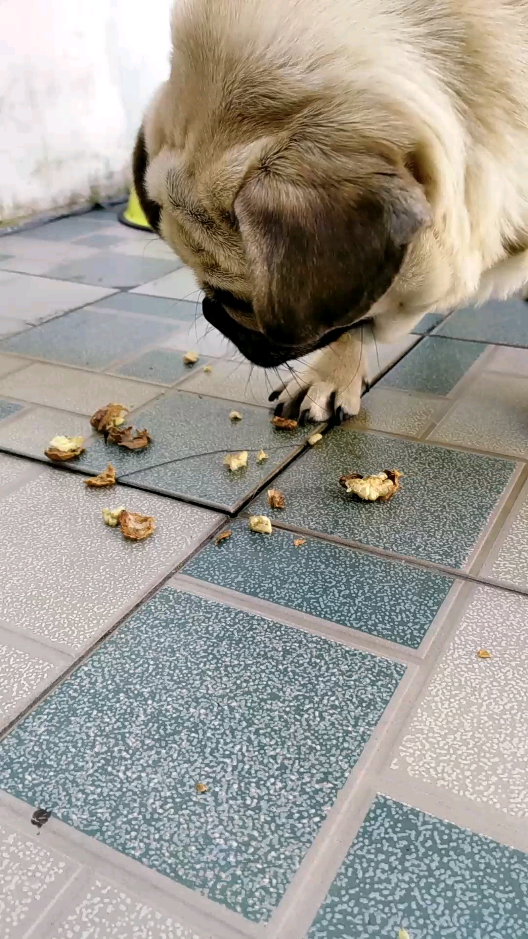 这狗还知道吃核桃要吐壳