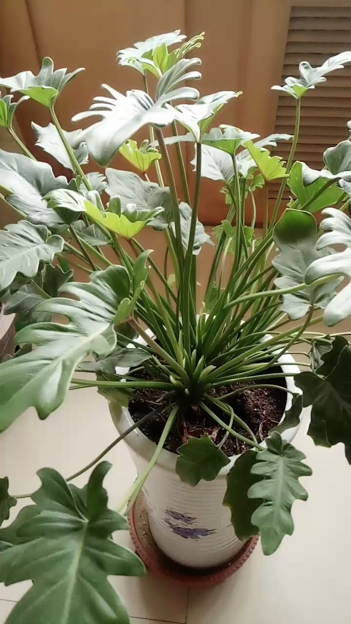 小天使别名仙羽蔓绿绒,春羽