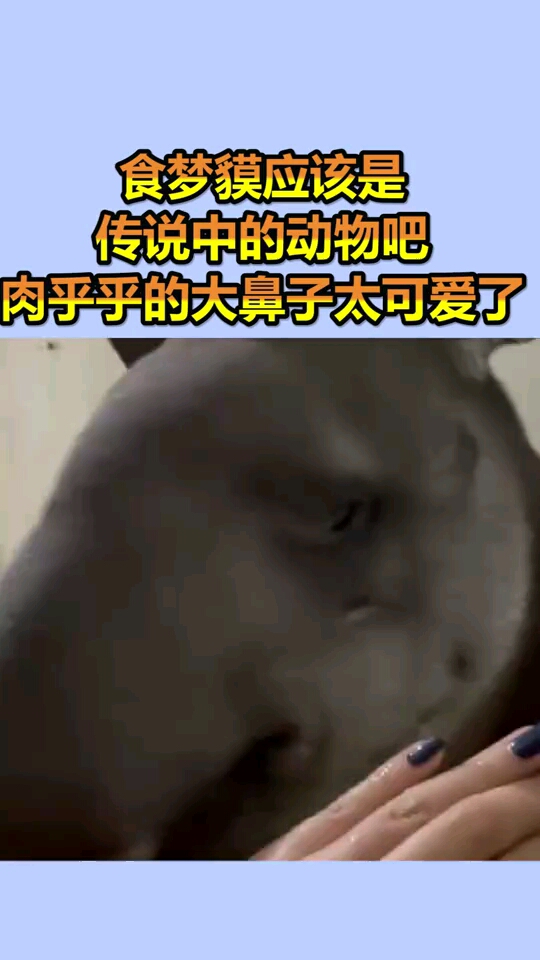 食梦貘应该是传说中的动物吧肉乎乎的大鼻子太可爱了