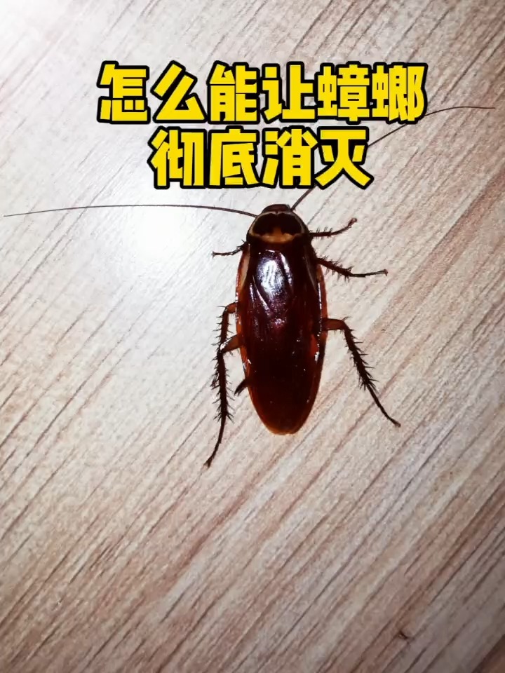 怎么能让蟑螂彻底消灭