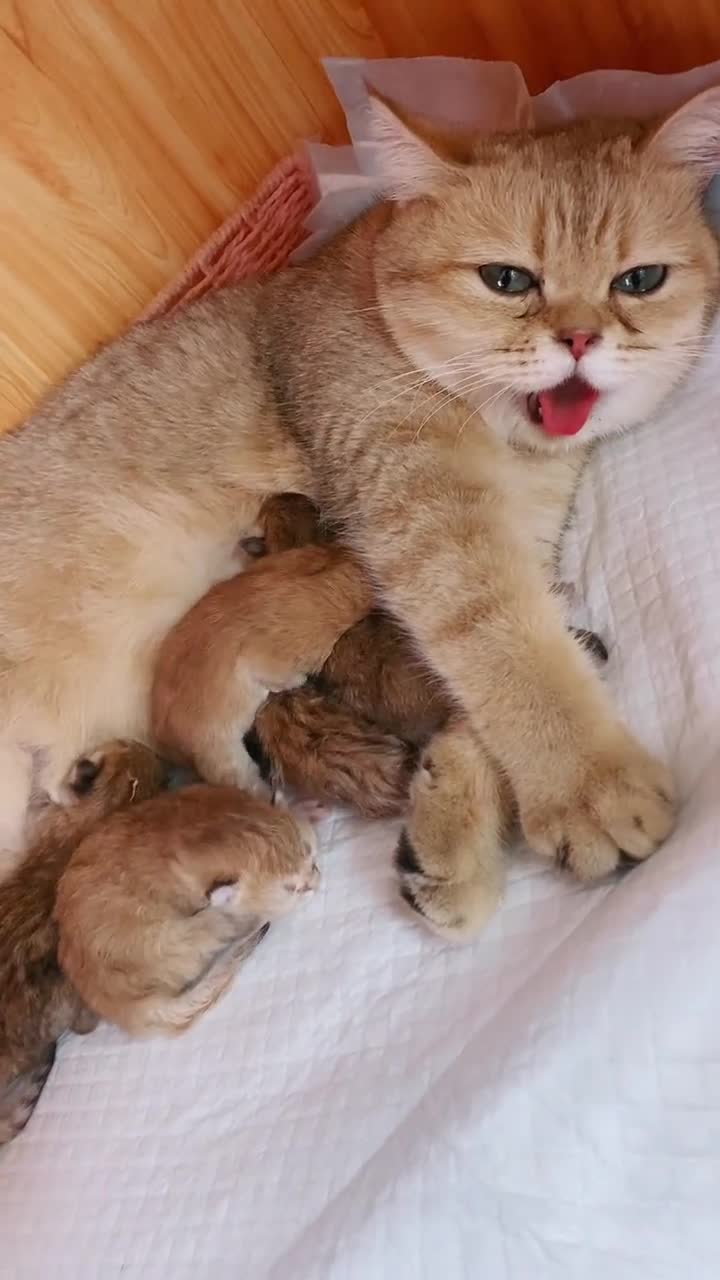 但是妈妈带孩子太难了金渐层可爱的小猫咪