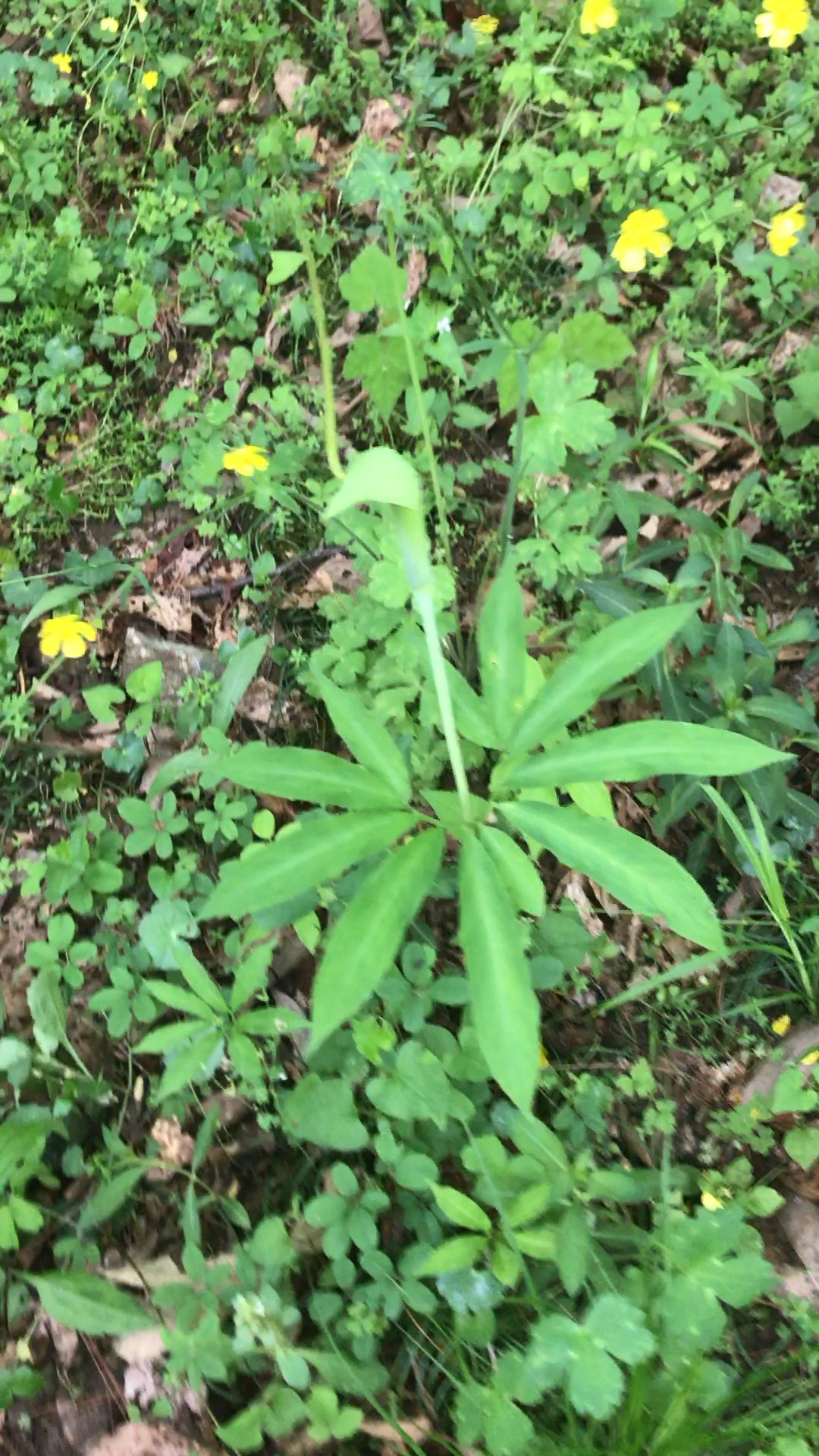 这是什么草.像鸡头吗