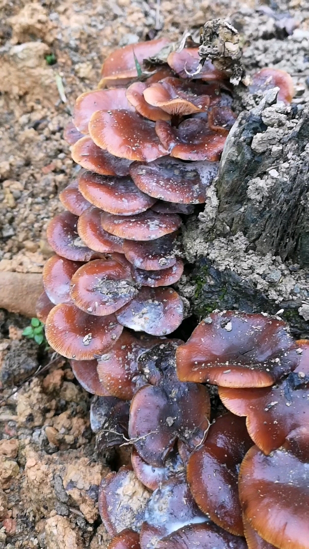 这个山珍野味能吃吗?