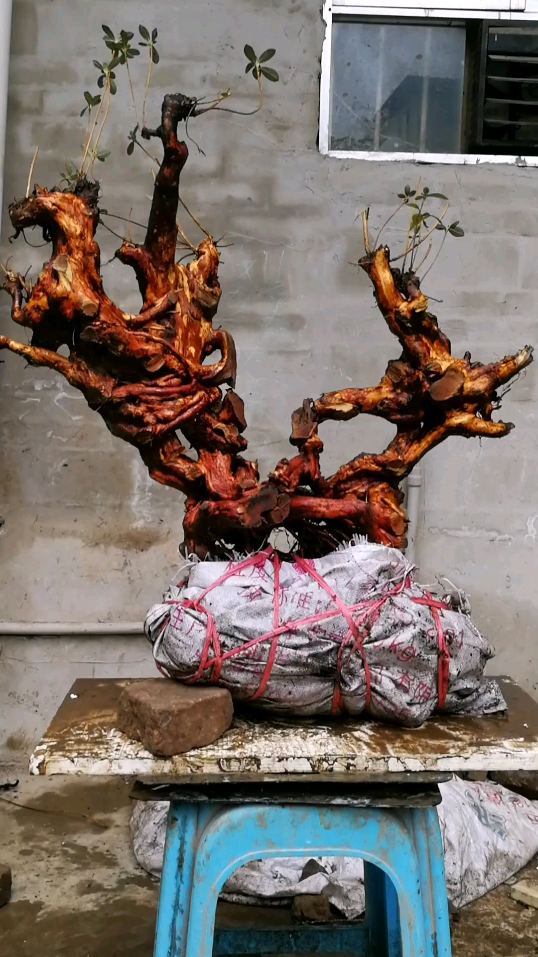 映山红下山精品根桩