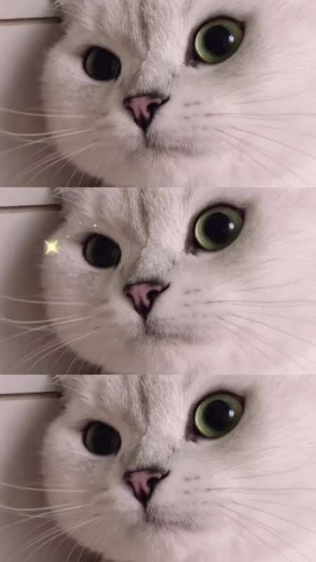 眨眼#萌宠出道计划