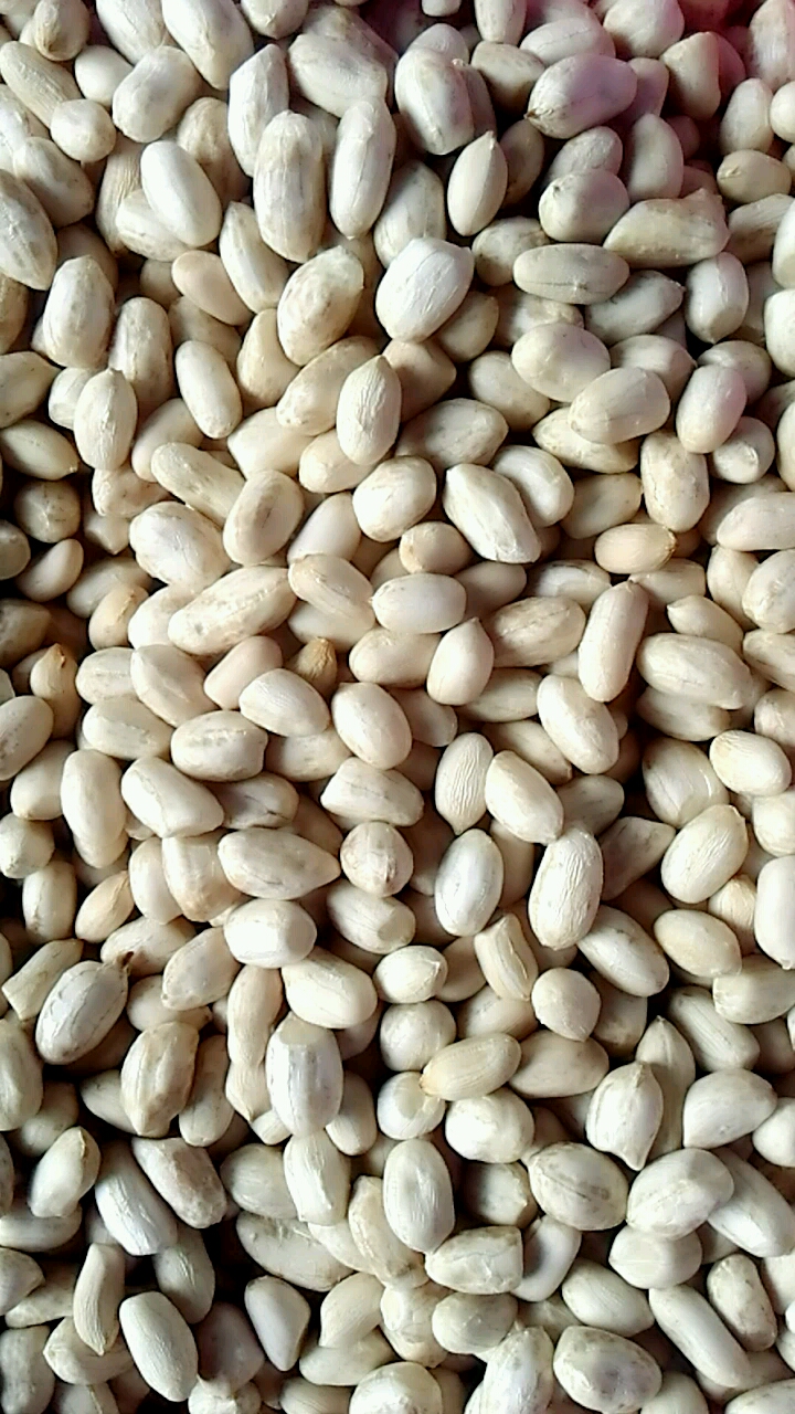 白色花生米