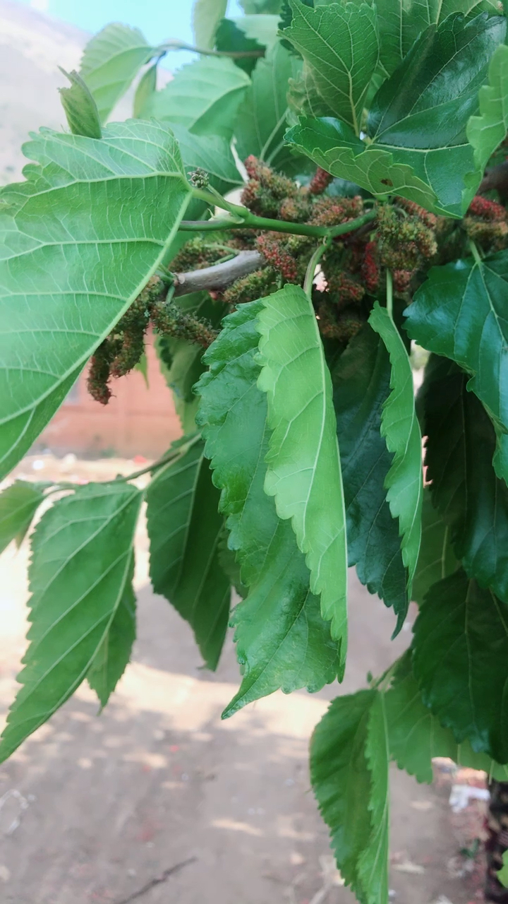 一年一季的马桑成熟了有想吃的吗