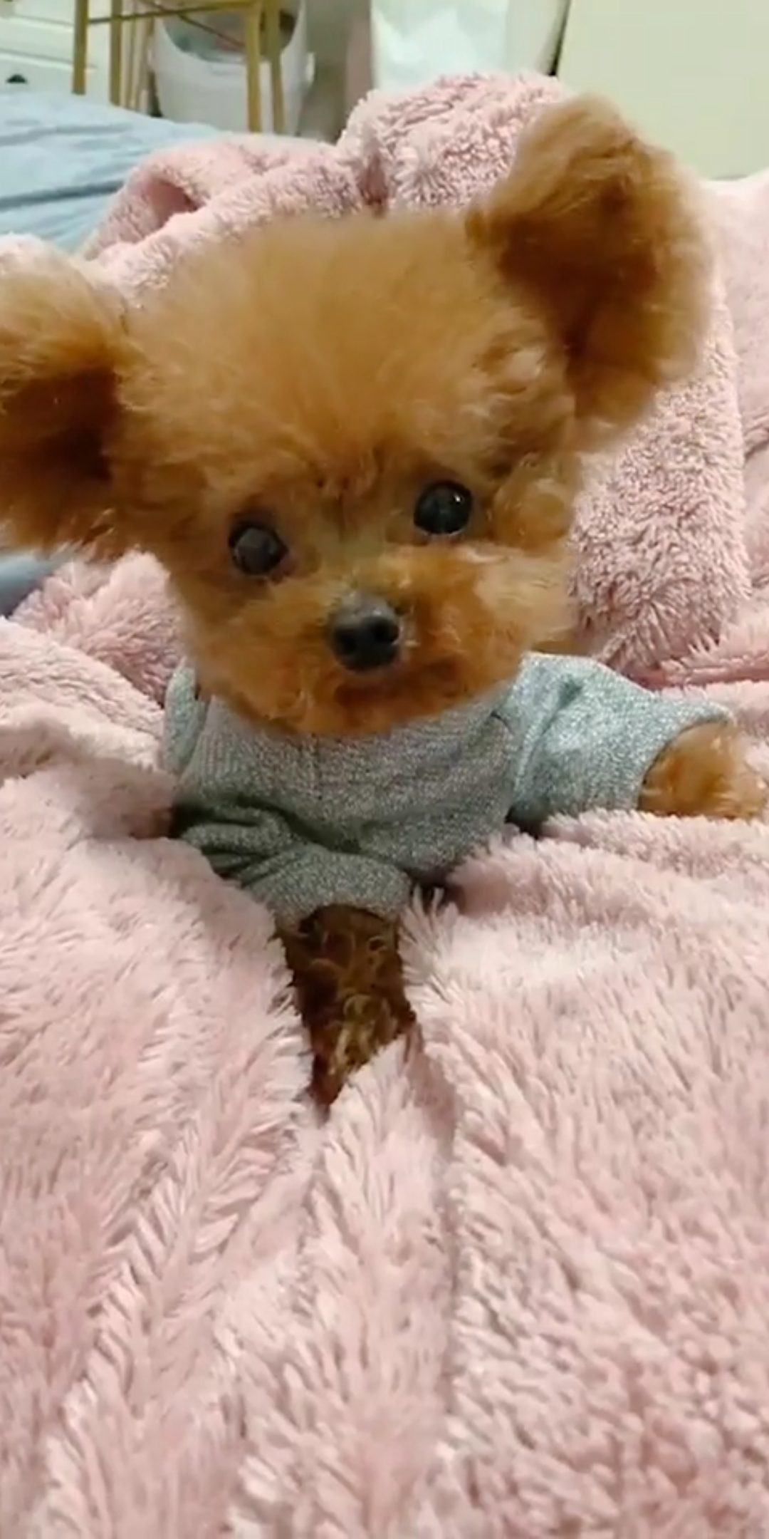 立耳茶杯犬可爱吧