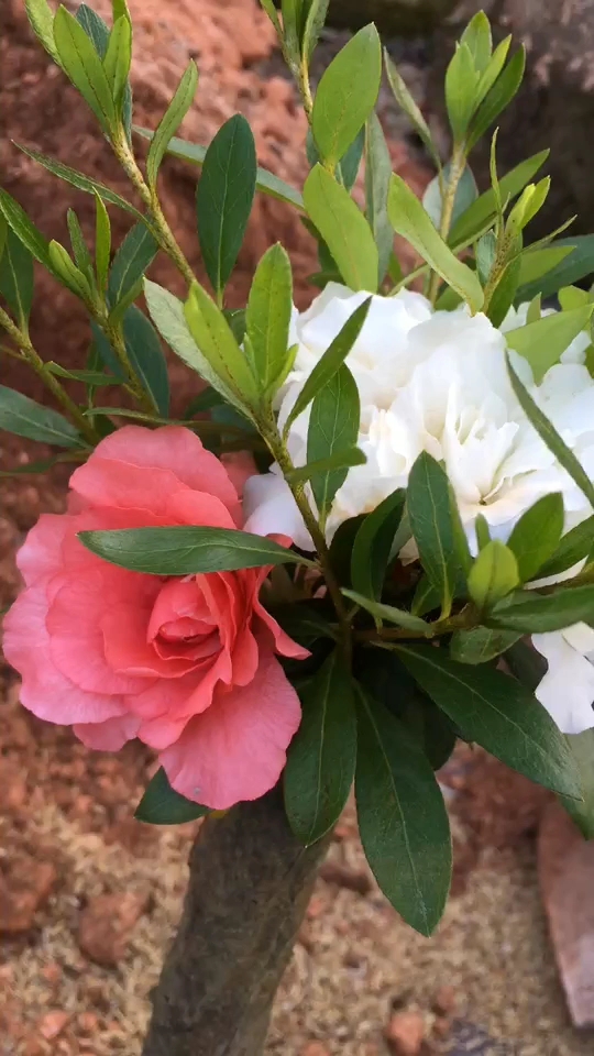 五宝绿珠杜鹃花露天养植抗高温耐寒非常好养-度小视