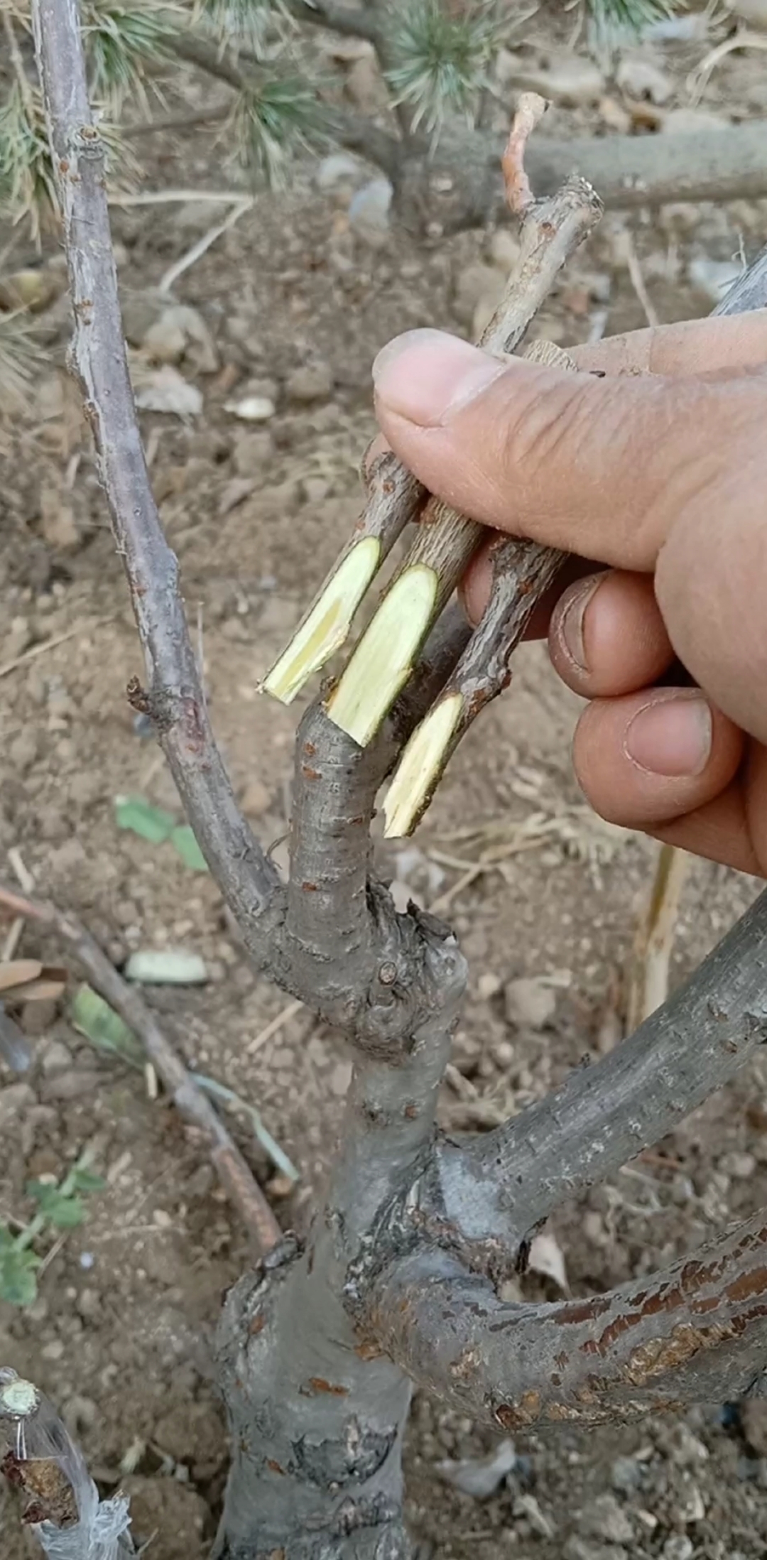 这是嫁接高手#芽接大樱珠技术,成活率百分之百,一看就会,您学会了 ??