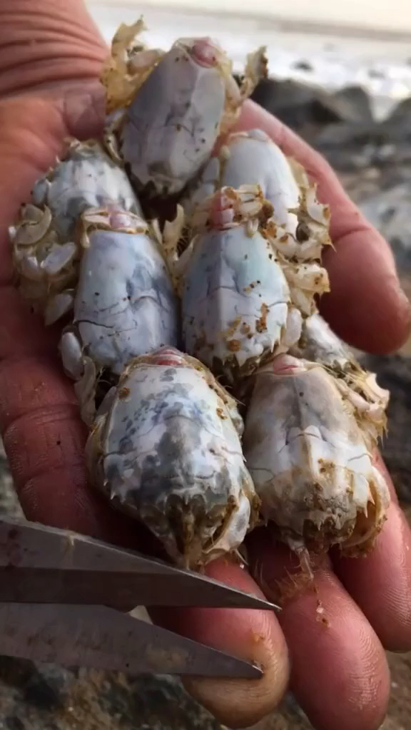 海金蝉,油炸可是贼香哦!