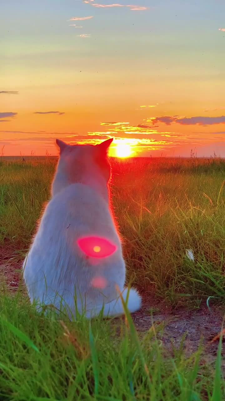 不远处猫猫坐着看日落,我默默的过去也坐在它旁边,陪它看完了日落.