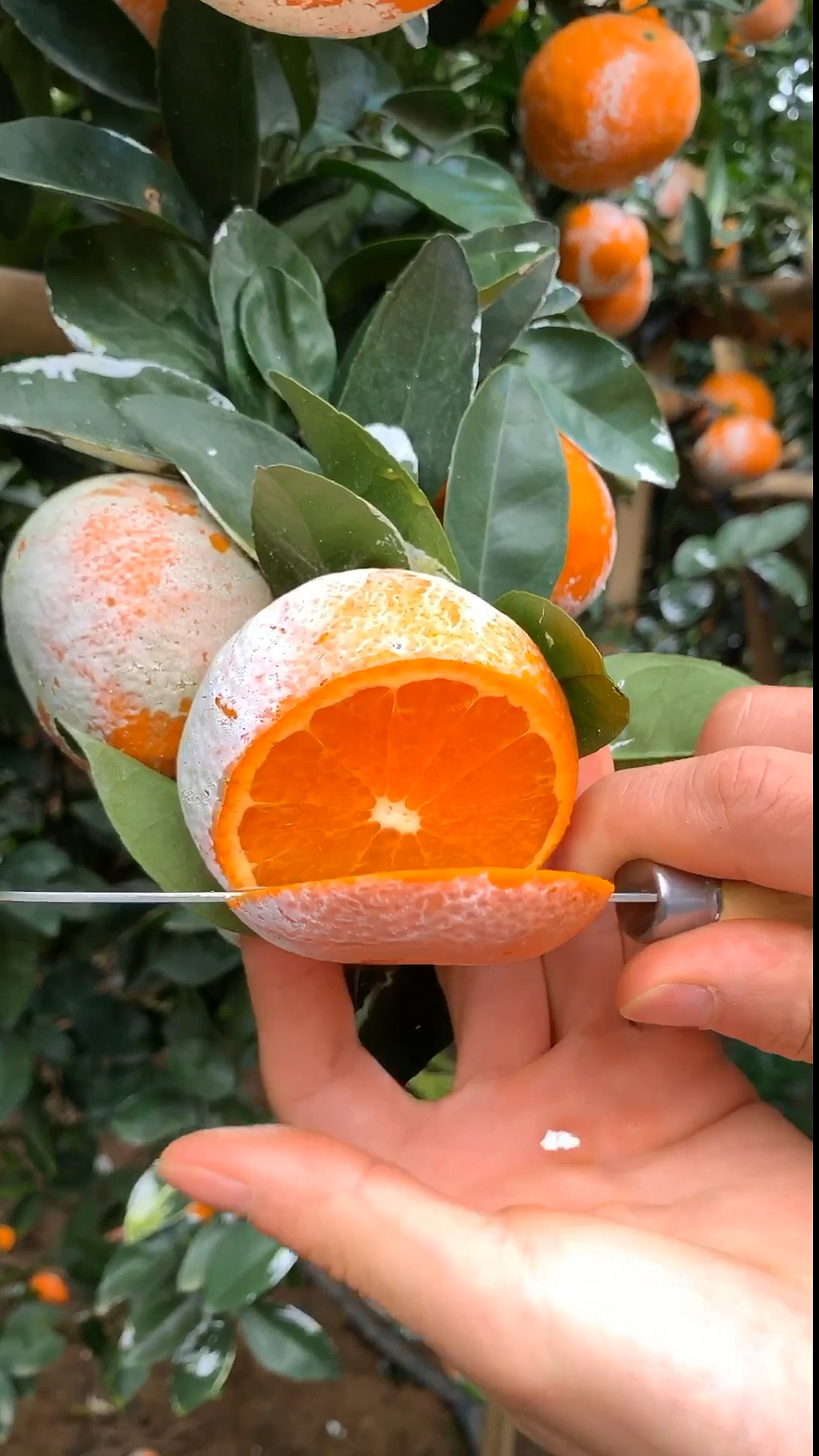 幸福乡村带头人#知道为什么叫脏脏柑嘛,那是因为防晒防虫,你们知道了