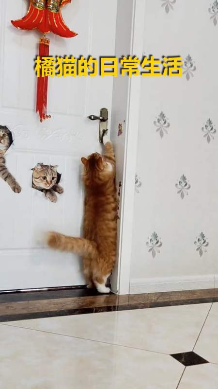 搞笑视频#橘总日渐娴熟的开门动作.