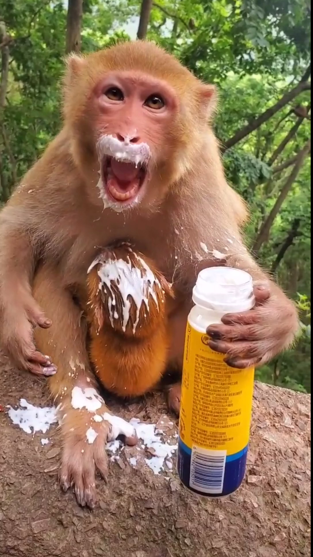有趣动物#喜欢这个爱喝奶的小猴子吗.喜欢给个双击.谢谢