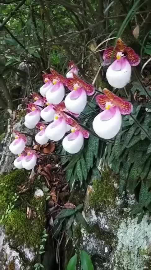 地衣门代表植物图片