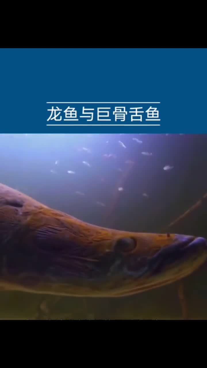 巨骨舌鱼偏视频有点长耐心观看