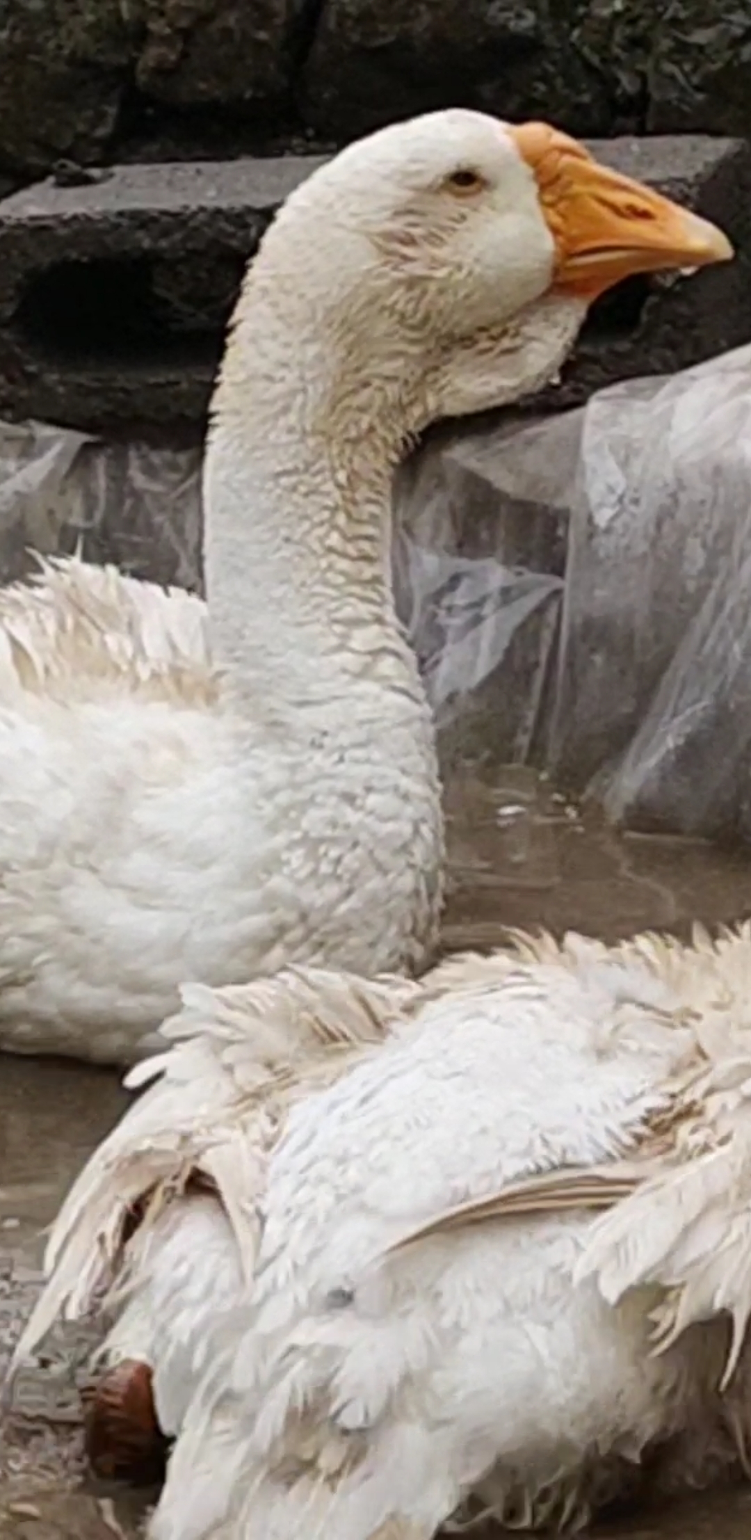 养殖创业养纯种大狮头鹅残疾人#白狮头鹅两夫妻