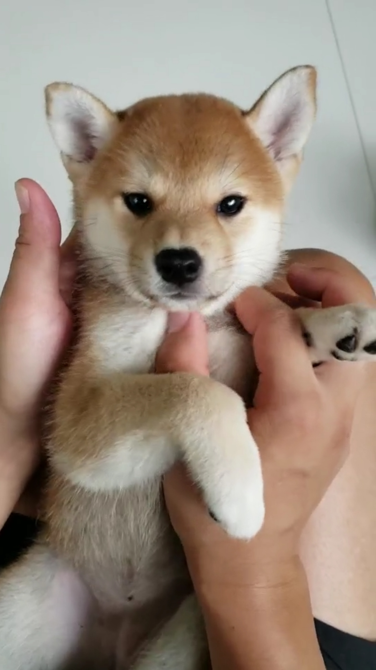 可爱的柴犬宝宝小奶茶大眼妹,喜欢我嘛,快来抱抱我呀!#柴犬