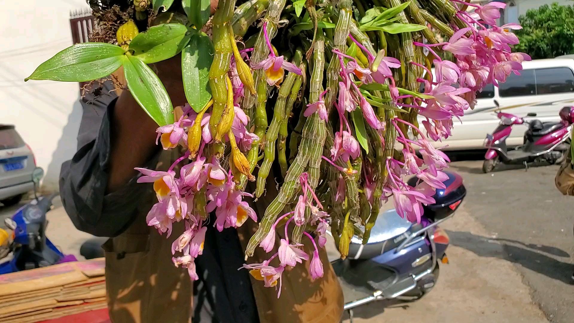 花卉#大丛玫瑰石斛,这么大的太罕见了