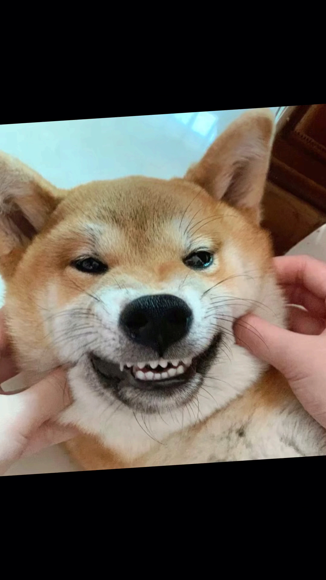 柴犬#土柴狗成长逆袭记