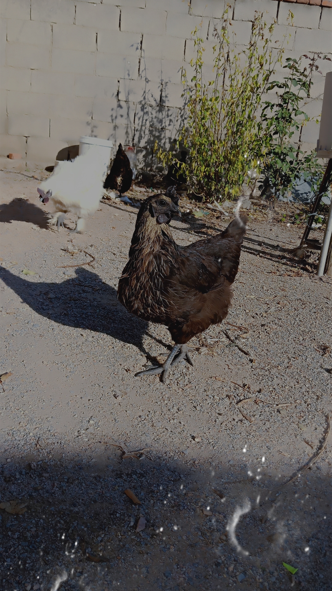 自己家养的小乌鸡