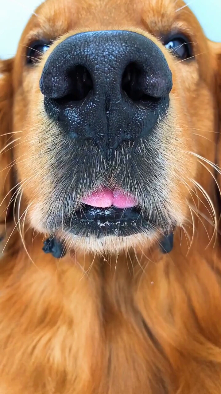 我家宠物成精了#鼻子在冒泡⊙▽