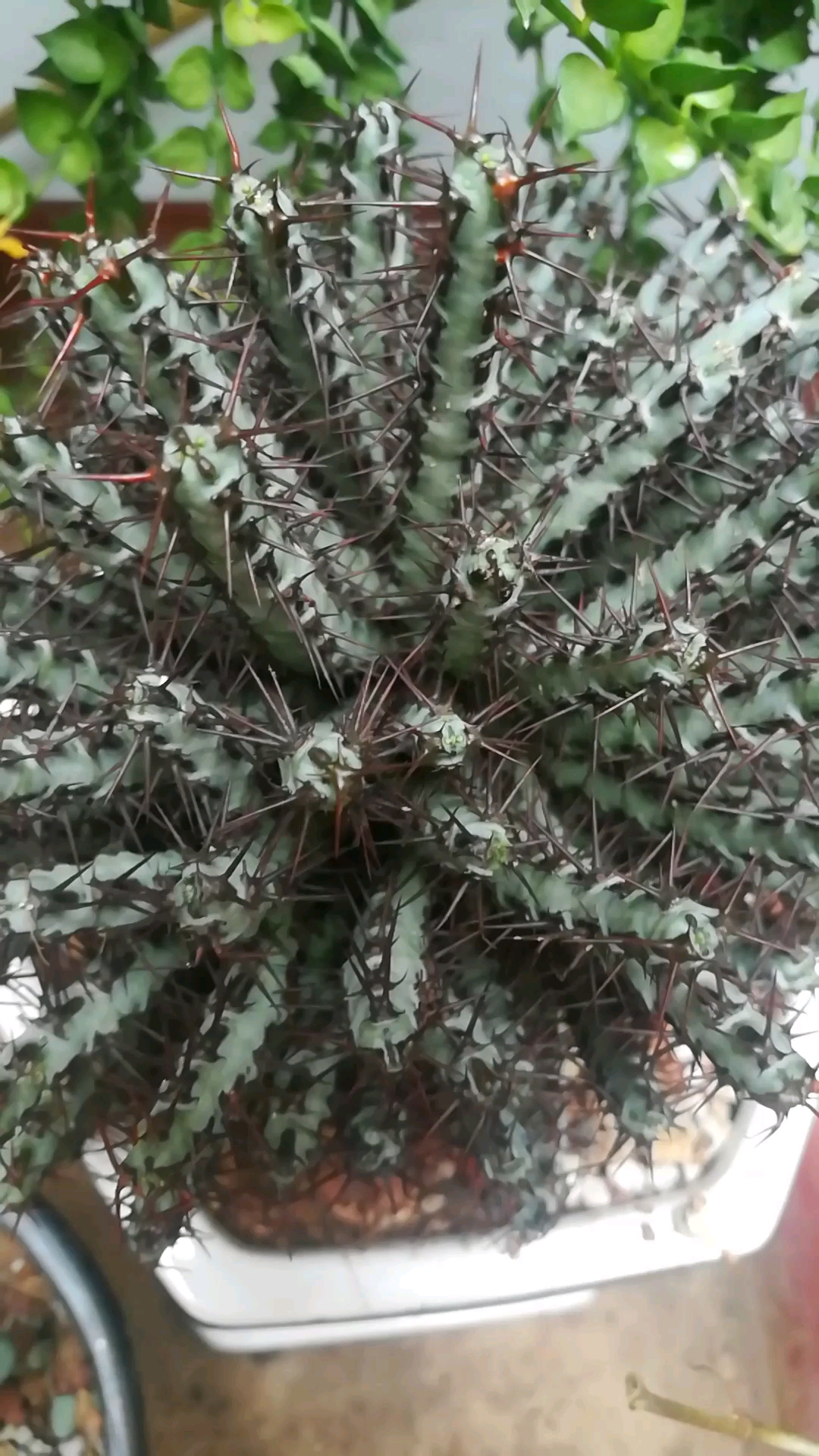 带刺的多肉植物图鉴图片